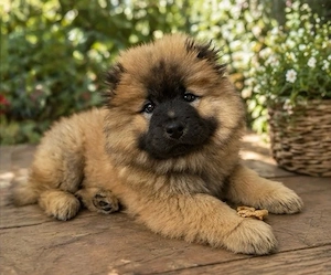 chow chow weibchen 