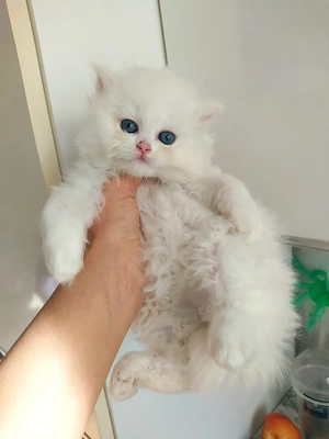 hübsche   britsch langhaare  weiblich katze 