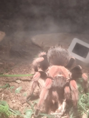 Vogelspinne zu verkaufen 