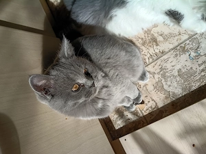 Bkh Katze kurze Haare