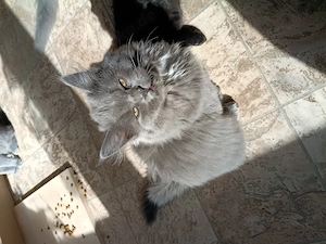 Blh Katze lange Haare