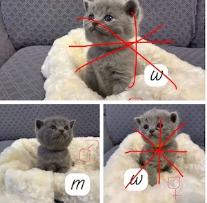 BKH kitten 