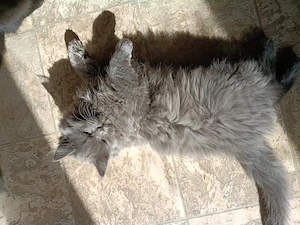 Blh Katze lange Haare