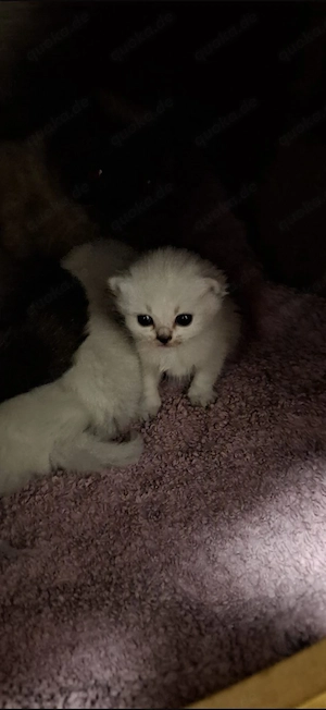 BKH Kitten