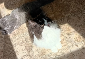 Blh Katze lange Haare 