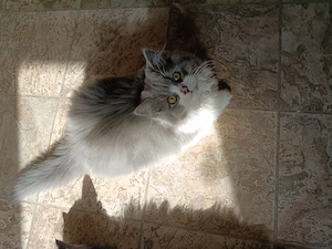 Blh Katze lange Haare 