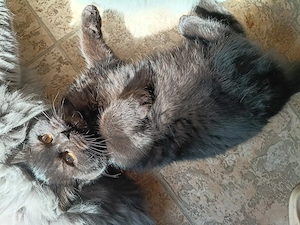 BKH Katze kurze Haare