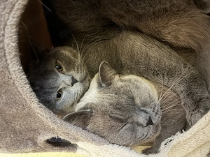 Ich suche eine hauskatze für unsere 3 BKH