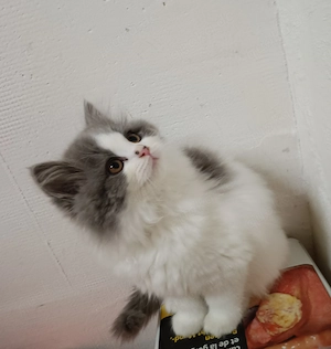 BLH Katze lange Haare 