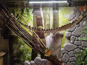 Erwachsene Kornschlangen mit komplett eingerichtetem Terrarium zu verkaufen 