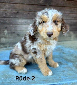 Aussiedoodle F1 Welpen