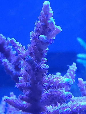 Acropora Staghorn bordeauxrot Ableger Korallen Meerwasser 