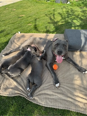 American Bulldog Mix Welpen   ab sofort auszugsbereit & zum Verlieben