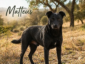 Matteus, ein Seelchen