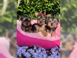 Süße Yorkshire Terrier Welpen
