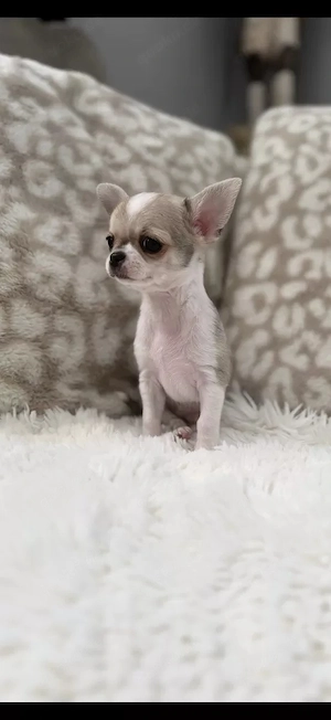 Chihuahua Welpen kurzhaar