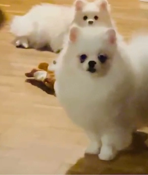 Reinrassige Pomeranian Zwergspitz 8 monate alt