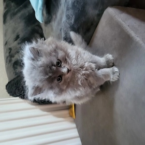 Baby Blh Kitten