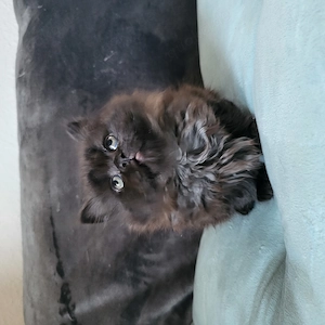 Bezaubernden reinrassige Blh Kitten  Bild 2