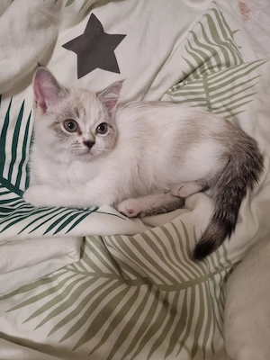 Süße BKH Kitten suchen ein liebevolles Zuhause  Bild 6