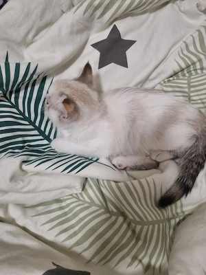 Süße BKH Kitten suchen ein liebevolles Zuhause  Bild 8