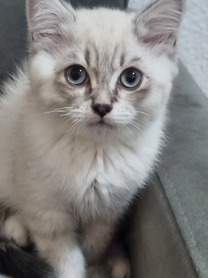 Süße BKH Kitten suchen ein liebevolles Zuhause  Bild 4
