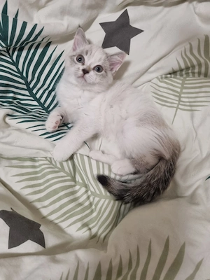 Süße BKH Kitten suchen ein liebevolles Zuhause  Bild 5