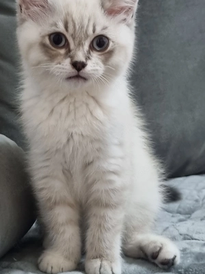 Süße BKH Kitten suchen ein liebevolles Zuhause  Bild 2