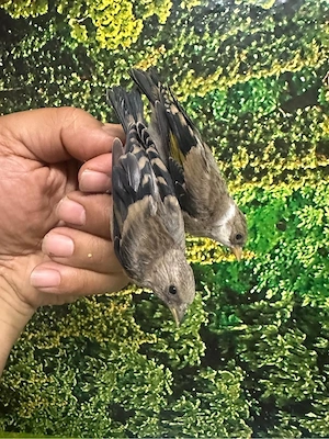 schwarzer Stiglitze mutation