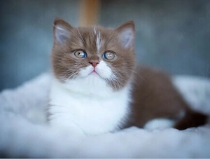 Britisch Kurzhaar Kitten Cinnamon bkh 