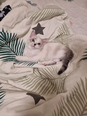 Süße BKH Kitten suchen ein liebevolles Zuhause  Bild 9