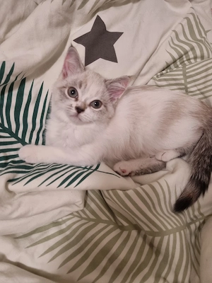 Süße BKH Kitten suchen ein liebevolles Zuhause  Bild 3