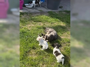 Zuckersüße Reinrassige Langhaar-Chihuahua Welpen suchen ihr Für-immer-Zuhause