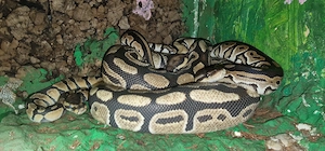 Ich verkaufe hier eine Weilche Kornnatter und eine männliche Python 