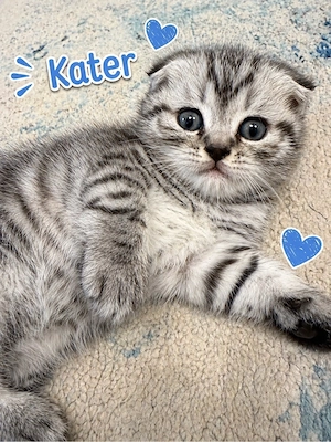 Wunderschöne BKH Kitten suchen ein liebevolles Zuhause   
