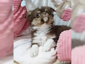 Reinrassige Chihuahua Welpen