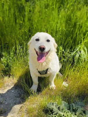 Didko ein toller Familienhund 