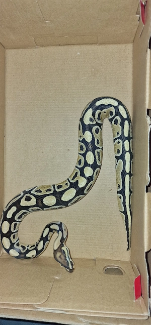 Ich verkaufe hier eine Weilche Kornnatter und eine männliche Python 