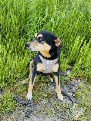 Emma ein Pinscher Mix Mädchen 