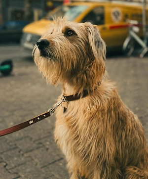 Ein Freund der Menschen - Lenny - wartet in PLZ 60599 auf Besuch