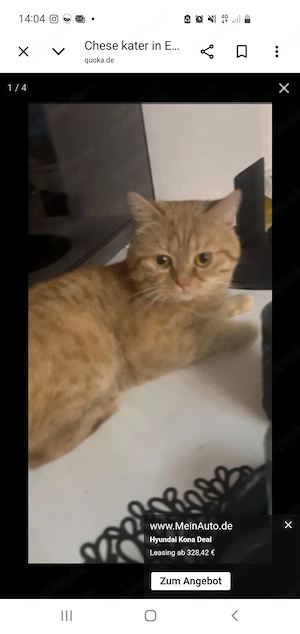 Reinrassiger 2,5 Jahre alter bkh kater