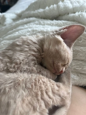 Reinrassige Devon Rex Kitten