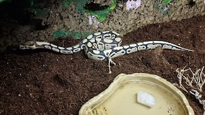 verkaufe hiermit eine Männchliche python 