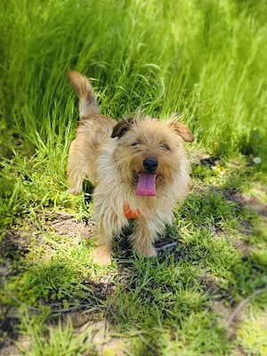Roschko ein super lieber Terrier  Bild 2