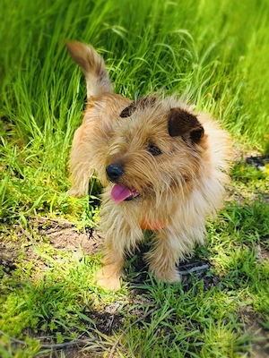 Roschko ein super lieber Terrier  Bild 3
