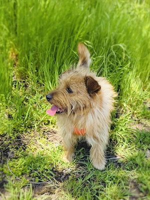 Roschko ein super lieber Terrier  Bild 4