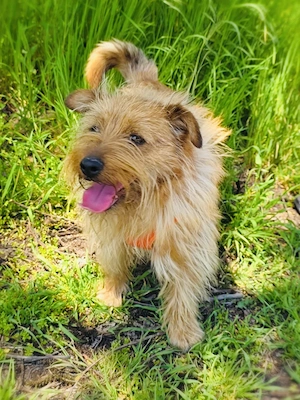 Roschko ein super lieber Terrier  Bild 5