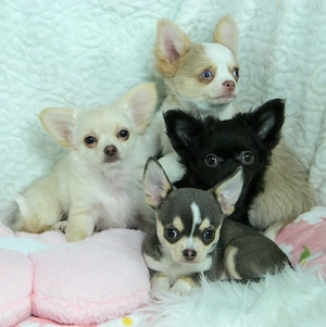 Chihuahua Welpen in Husky blue lilac creme schwarz