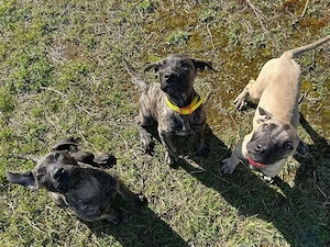 Reinrassige Presa Canario Junghunde ? 3 Hündinnen und 2 Rüden frei