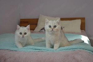 Süße BKH Silver Shaded Babykatze 